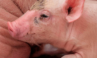 El agua de bebida: Vehículo eficaz en los tratamientos porcinos